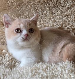 British shorthair bicolor crema con pedigree