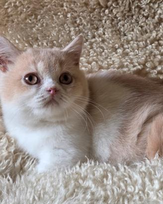 British shorthair bicolor crema con pedigree