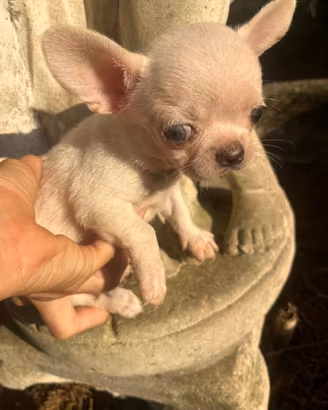 Micro fratellini super super toy di chihuahua