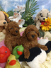 cuccioli-red-rosso-cuccioli-barboncino-taglia-picc