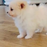 Pomerania Mini Spitz