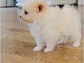 Pomerania Mini Spitz