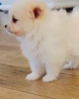 Pomerania Mini Spitz