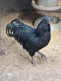 Gallo ayam cemani