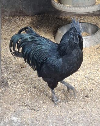Gallo ayam cemani