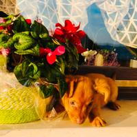 Cuccioli simil Volpino