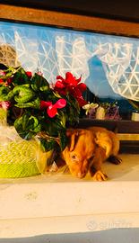 Cuccioli simil Volpino