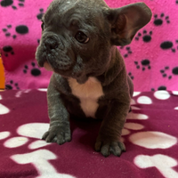 Cucciolo di bulldog francese