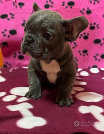 Cucciolo di bulldog francese