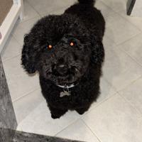 Barboncino per monta