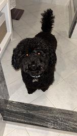 Barboncino per monta