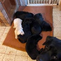 Stupenda cucciolata di Labrador