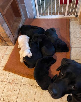Stupenda cucciolata di Labrador