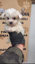maltese linea koreana mini 1M 1F  x settembre 