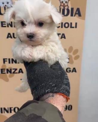 maltese linea koreana mini 1M 1F  x settembre 