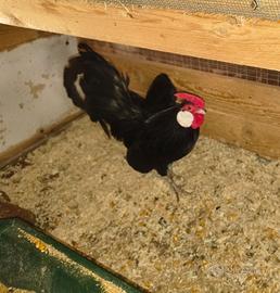 Galline bantam nere