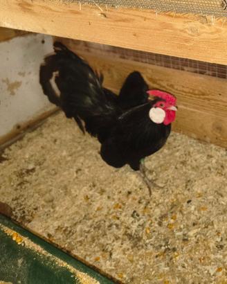 Galline bantam nere
