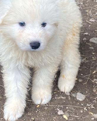 Cuccioli pastore maremmano abruzzese super