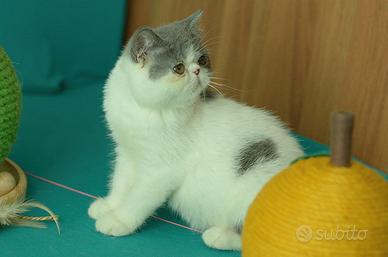 Cucciolo Blu e bianco di gatti Exotic Shorthair