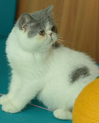 Cucciolo Blu e bianco di gatti Exotic Shorthair