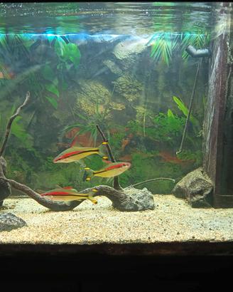 Acquario 200 litri completo