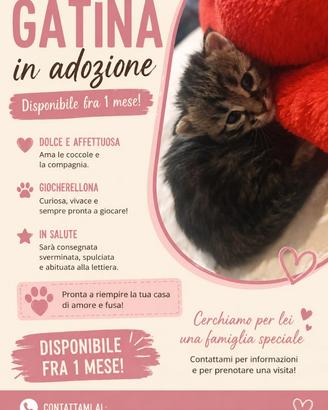 Gattina grigio nero bianco