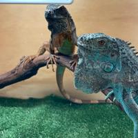 Iguana , camaleonte , altro
