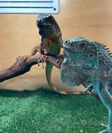Iguana , camaleonte , altro