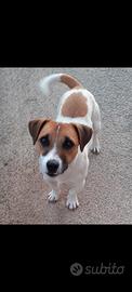 Accoppiamento Jack Russell