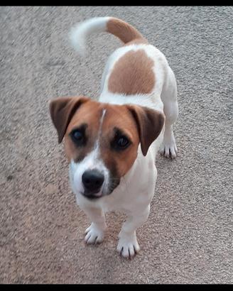 Accoppiamento Jack Russell