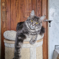 Allevamento cuccioli Maine Coon