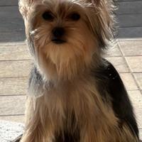 Yorkshire Toy eccellente esemplare