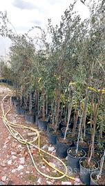 pianta olivo