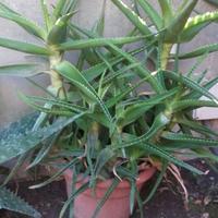 Aloe Arborescens, Aloe Vera, Aloe Saponaria