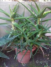 Aloe Arborescens, Aloe Vera, Aloe Saponaria