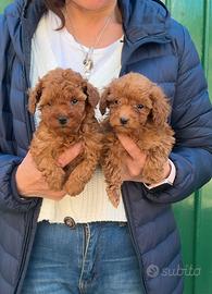 BARBONCINI TOY RED "miniature"