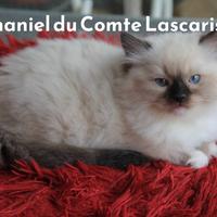 NATHANIEL cucciolo razza ragdoll con pedigree