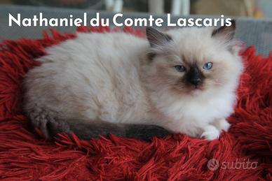 NATHANIEL cucciolo razza ragdoll con pedigree
