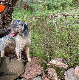cani da caccia setter