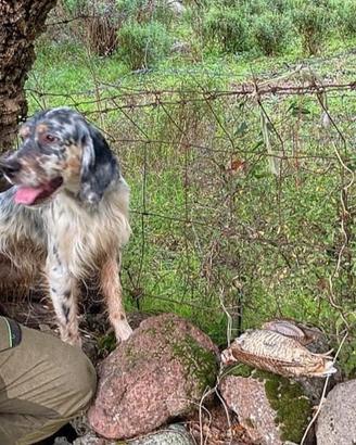 cani da caccia setter