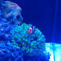 Coralli Acquario Marino