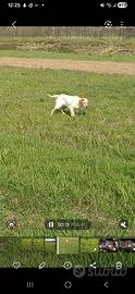 Setter inglese