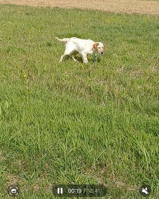 Setter inglese