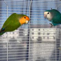 Inseparabili con gabbia