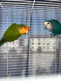 Inseparabili con gabbia