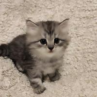 Cuccioli - Scottish Fold e Straight