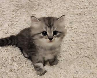 Cuccioli - Scottish Fold e Straight
