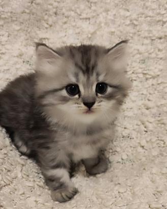 Cuccioli - Scottish Fold e Straight
