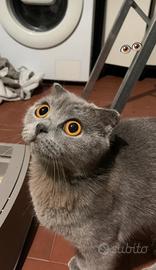 Gattina Scottish Fold per accoppiamento