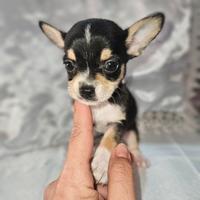 Chihuahua mini cucciolo m3